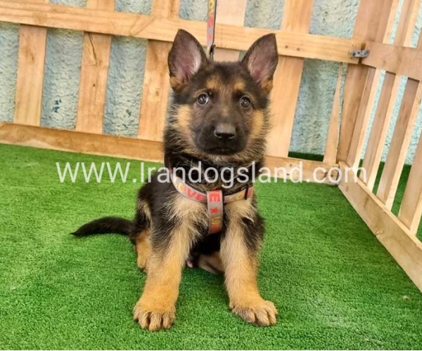 ---german-shepherd-106_3