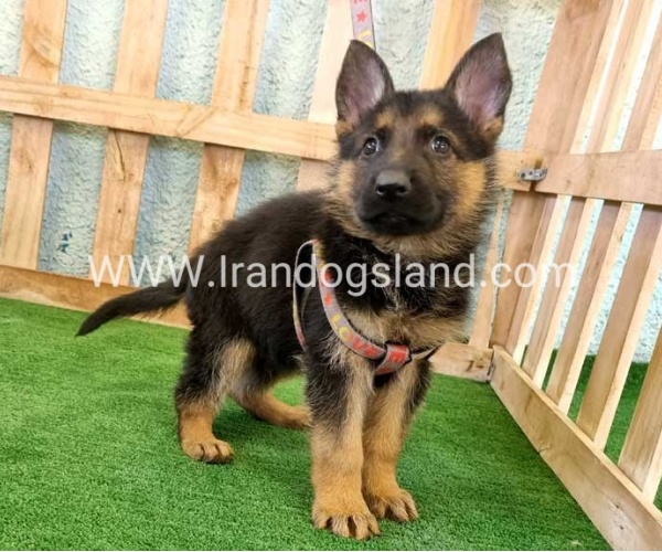 ---german-shepherd-106_4