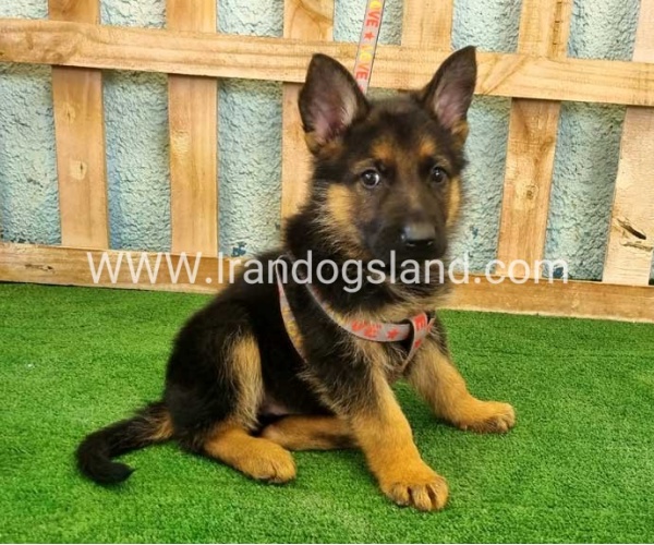 ---german-shepherd-106_5