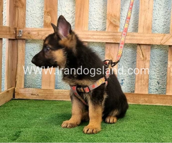 ---german-shepherd-106_6
