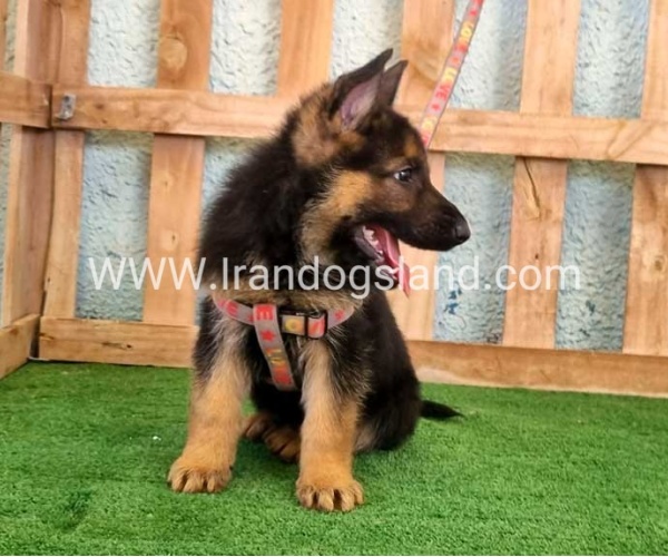 ---german-shepherd-106_7