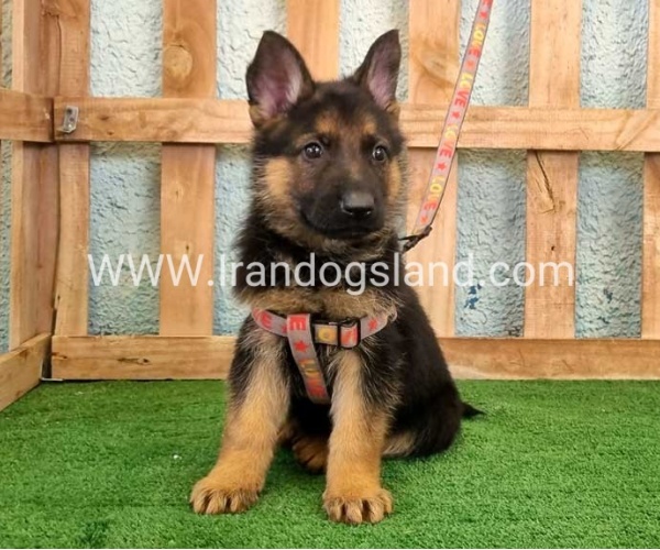 ---german-shepherd-106_8