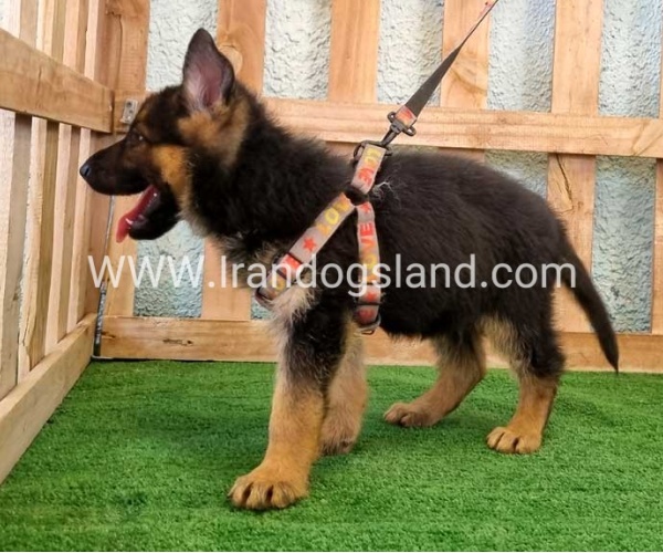 ---german-shepherd-106_9