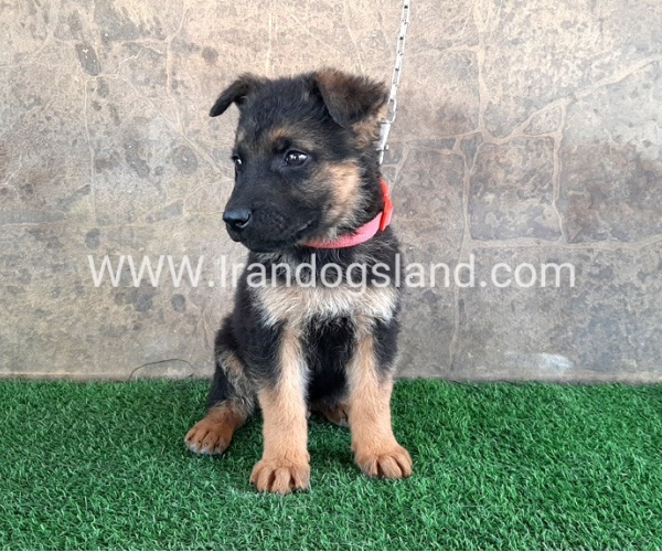 ---german-shepherd-29_10