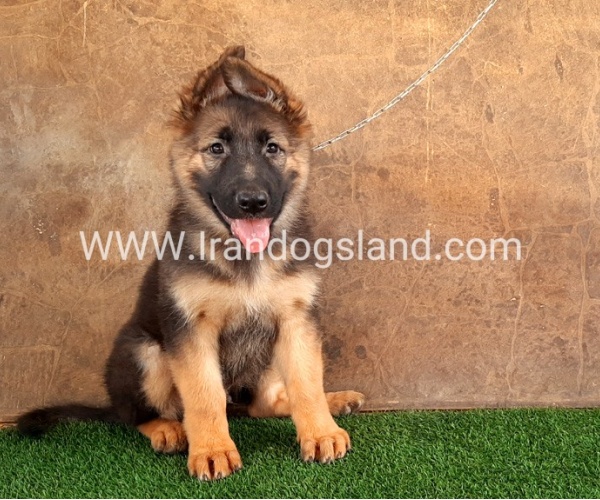 ---german-shepherd-32_11