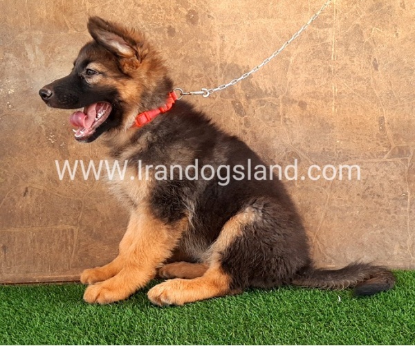 ---german-shepherd-33_11