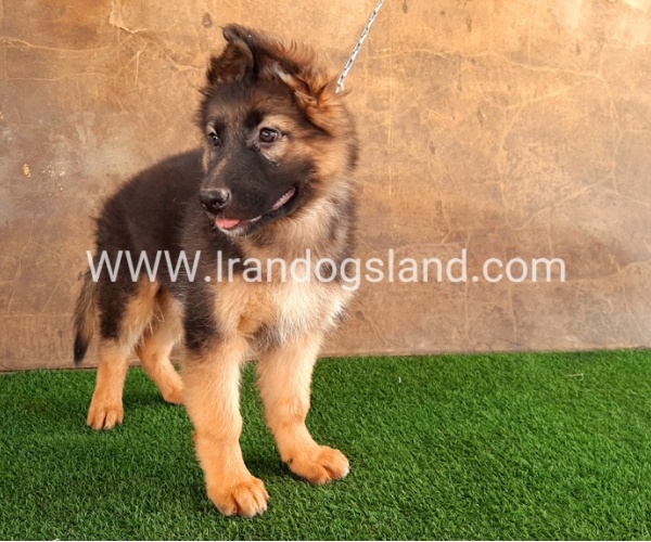 ---german-shepherd-33_12