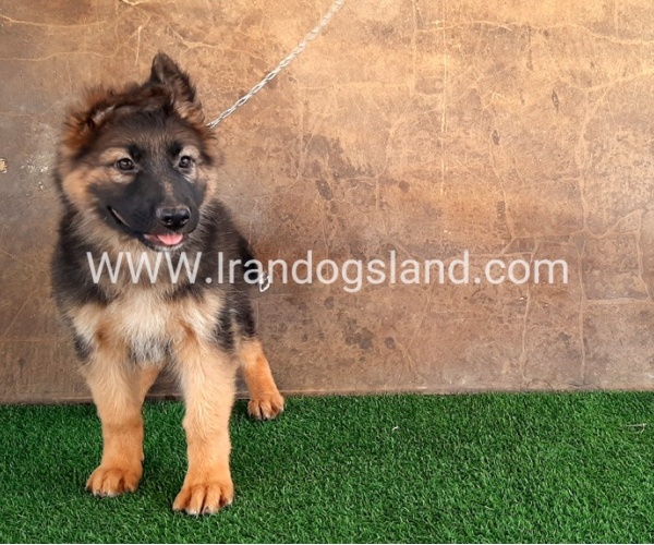 ---german-shepherd-33_6