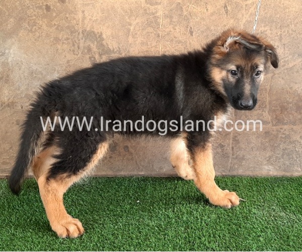 ---german-shepherd-34_3