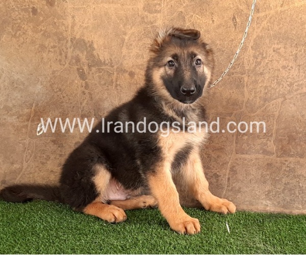 ---german-shepherd-34_5