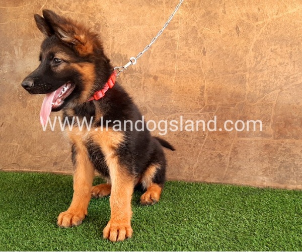 ---german-shepherd-36_11