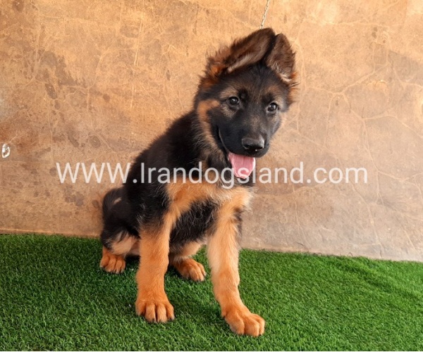 ---german-shepherd-36_12