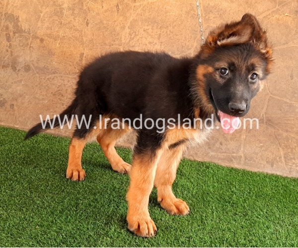 ---german-shepherd-36_14