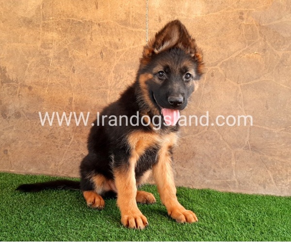 ---german-shepherd-36_15