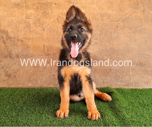 ---german-shepherd-36_7