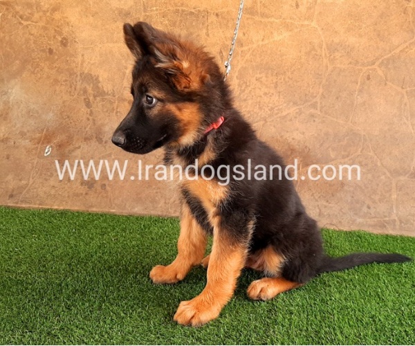 ---german-shepherd-36_9