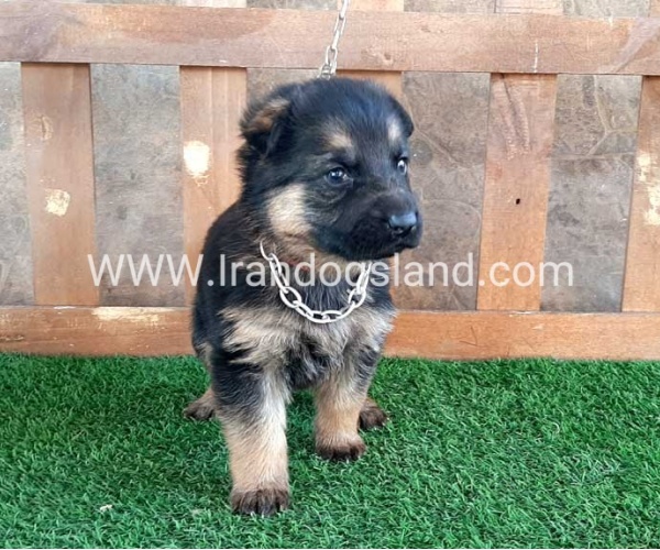 ---german-shepherd-39_4