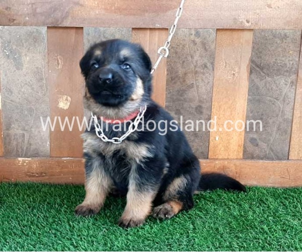---german-shepherd-39_5