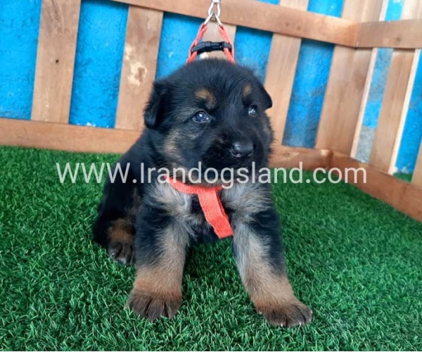 ---german-shepherd-45_6