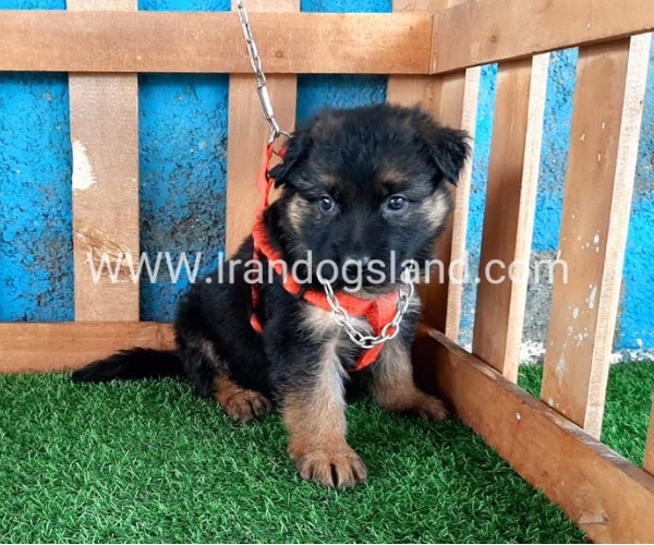 ---german-shepherd-47_2