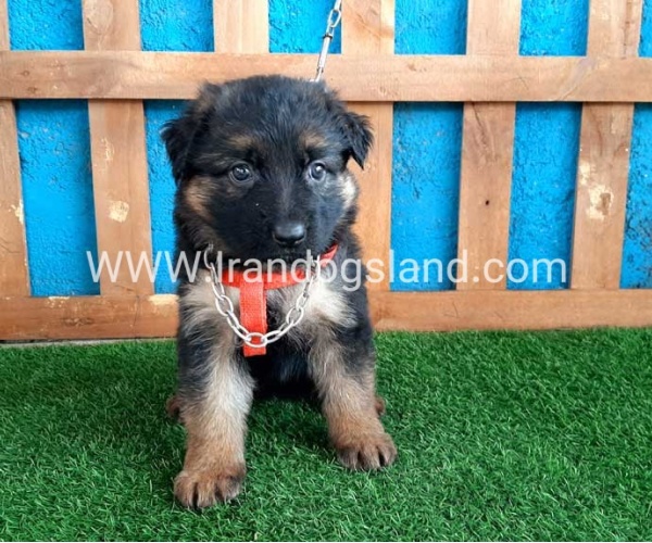---german-shepherd-47_4