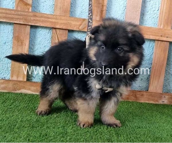 ---german-shepherd-78_1