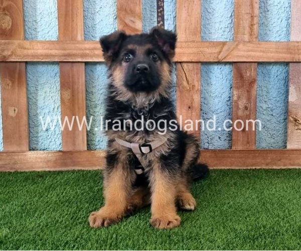 ---german-shepherd-81_1