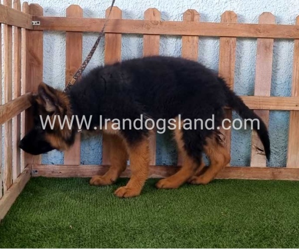 ---german-shepherd-89_14