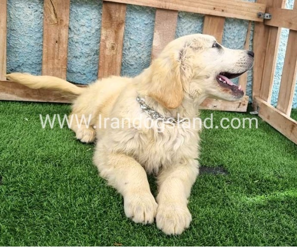 ---golde-retriwer-58_10