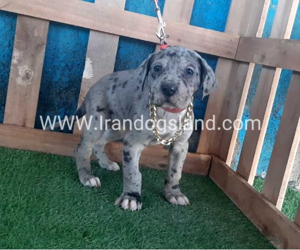---greatdane-112_6