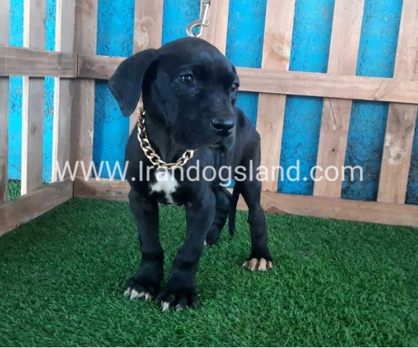 ---greatdane-115_12