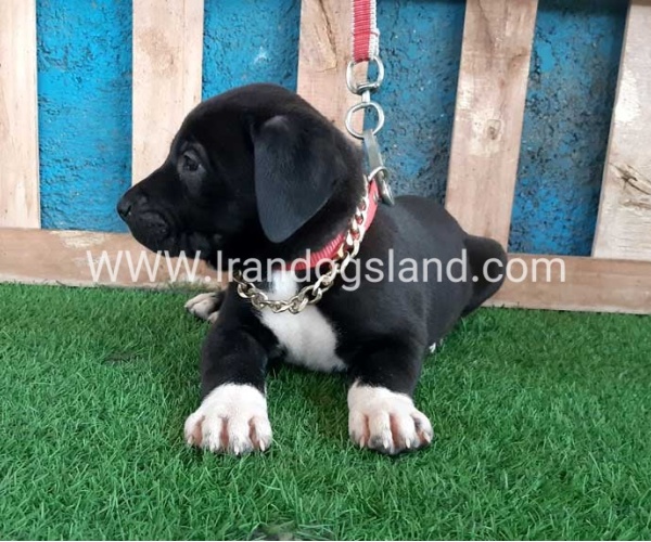 ---greatdane-128_11