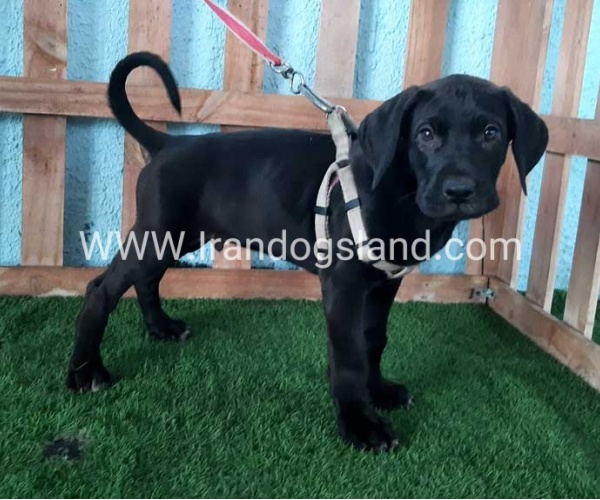 ---greatdane-132_8