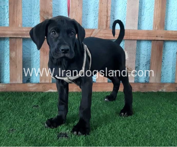 ---greatdane-132_9_449792525