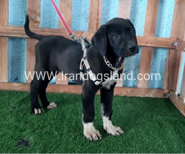 ---greatdane-133_7