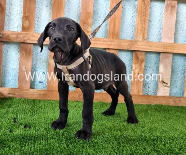 ---greatdane-151_9