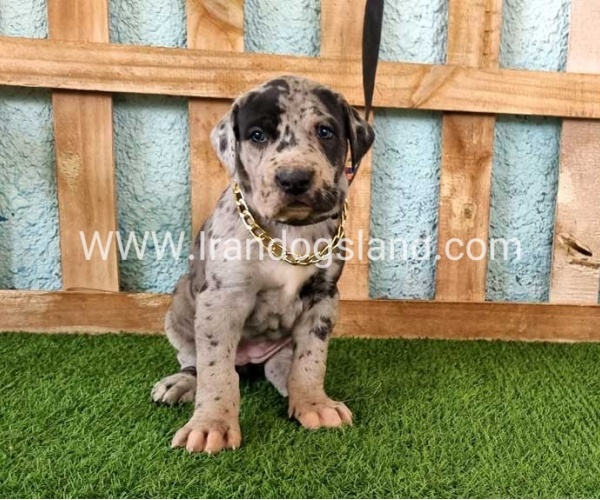 ---greatdane-160_8