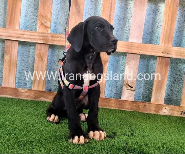 ---greatdane-167_3