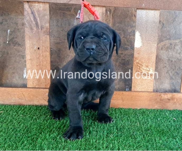 ---greatdane-67_8