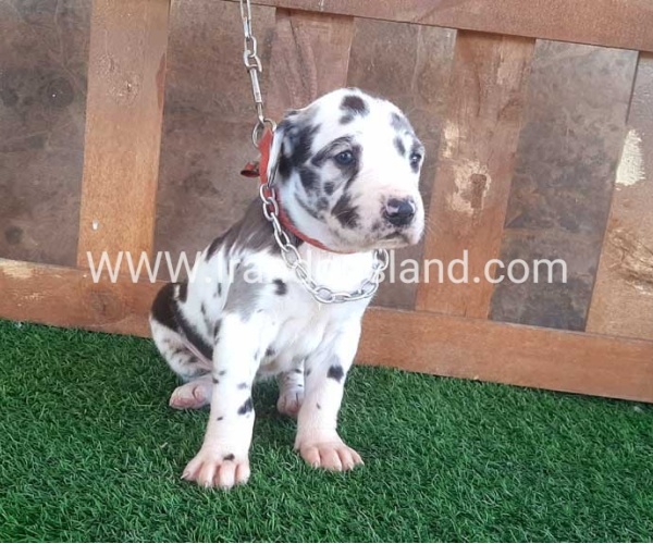 ---greatdane-75_4
