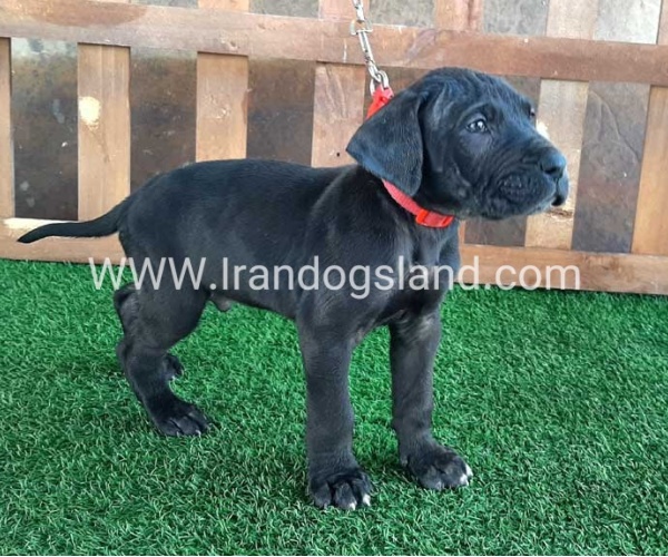 ---greatdane-83_7