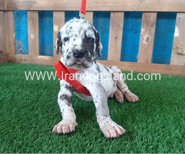 ---greatdane-92_3