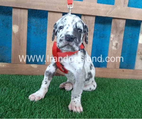 ---greatdane-92_6