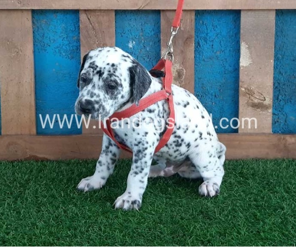 --dalmation-100_5_162108135