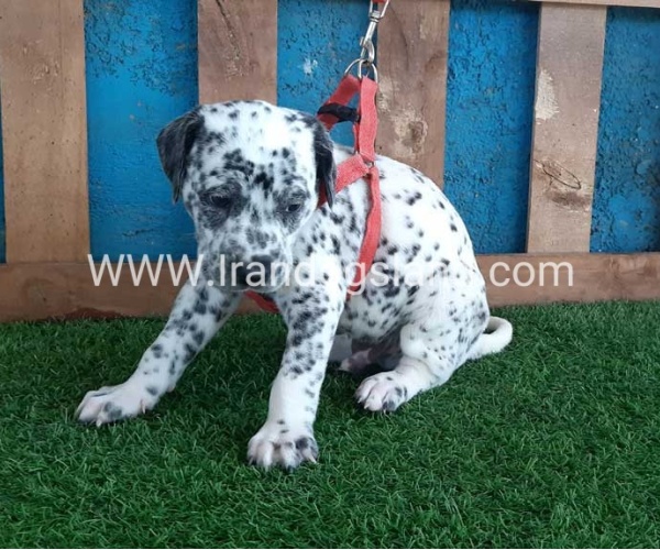 --dalmation-100_7_1247401927