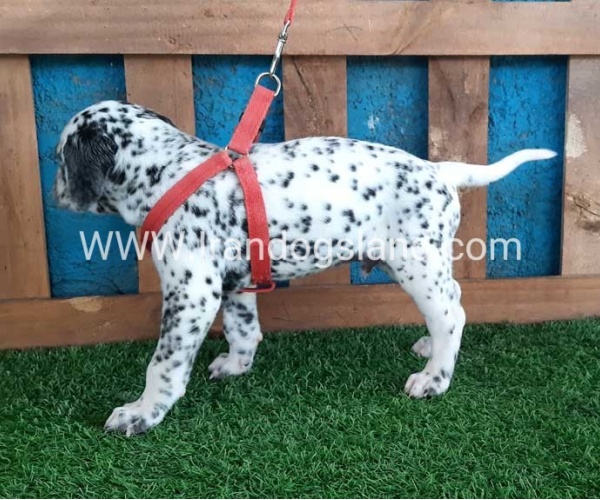 --dalmation-100_8_2090109529