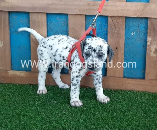 --dalmation-100_9_123835481