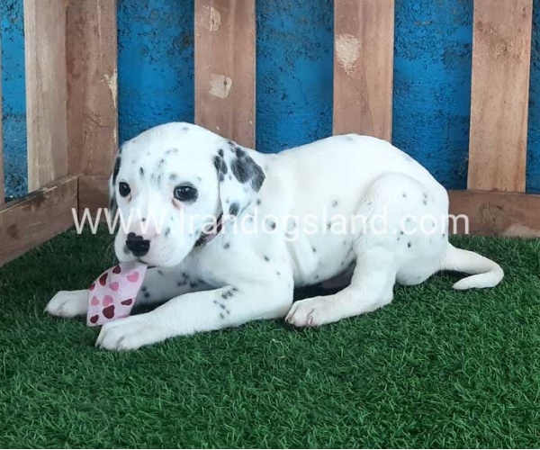 --dalmation-110_9