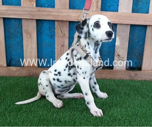 --dalmation-121_10