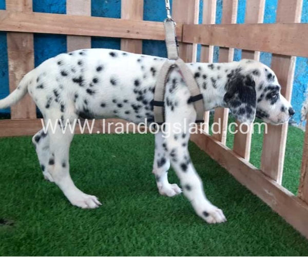 --dalmation-122_3